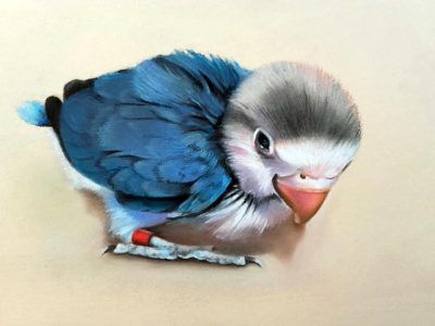 acuarela dibujo y pintura